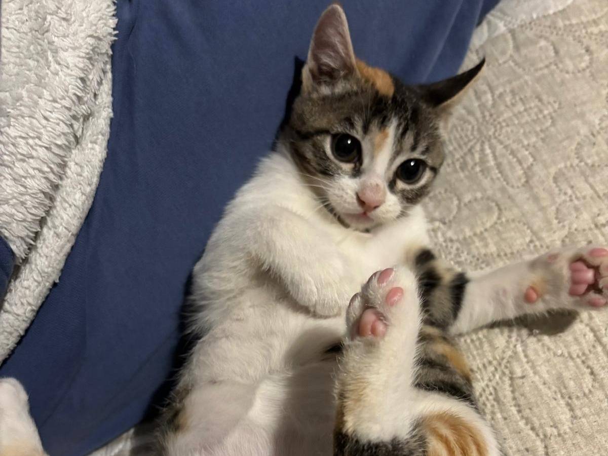Adotta un gatto, taglia non valida, femmina, Viterbo