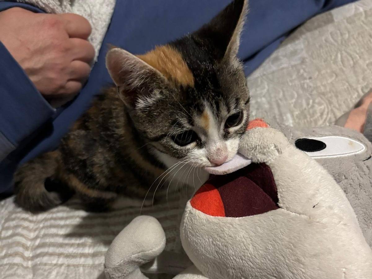 Vuoi adottare un gatto a Viterbo?