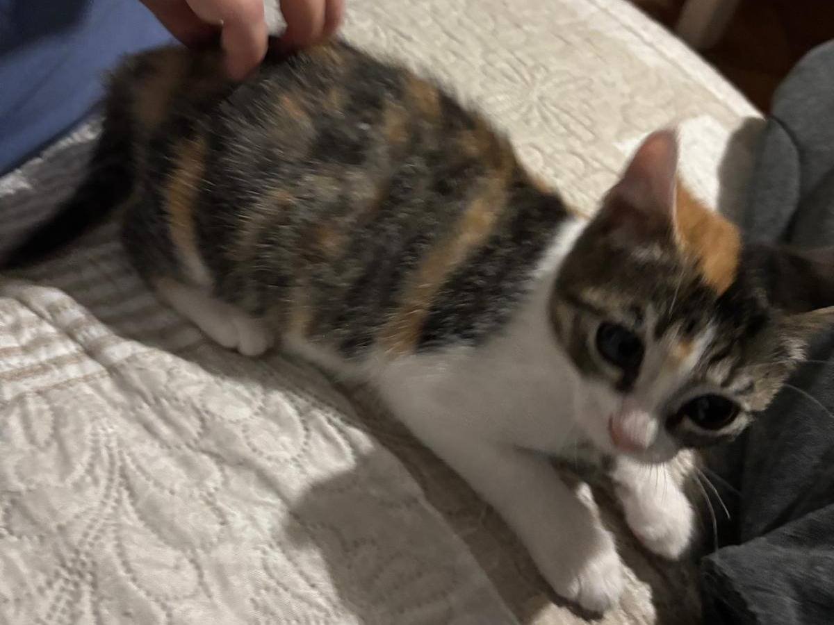 Adotta il gatto Lisa a Viterbo