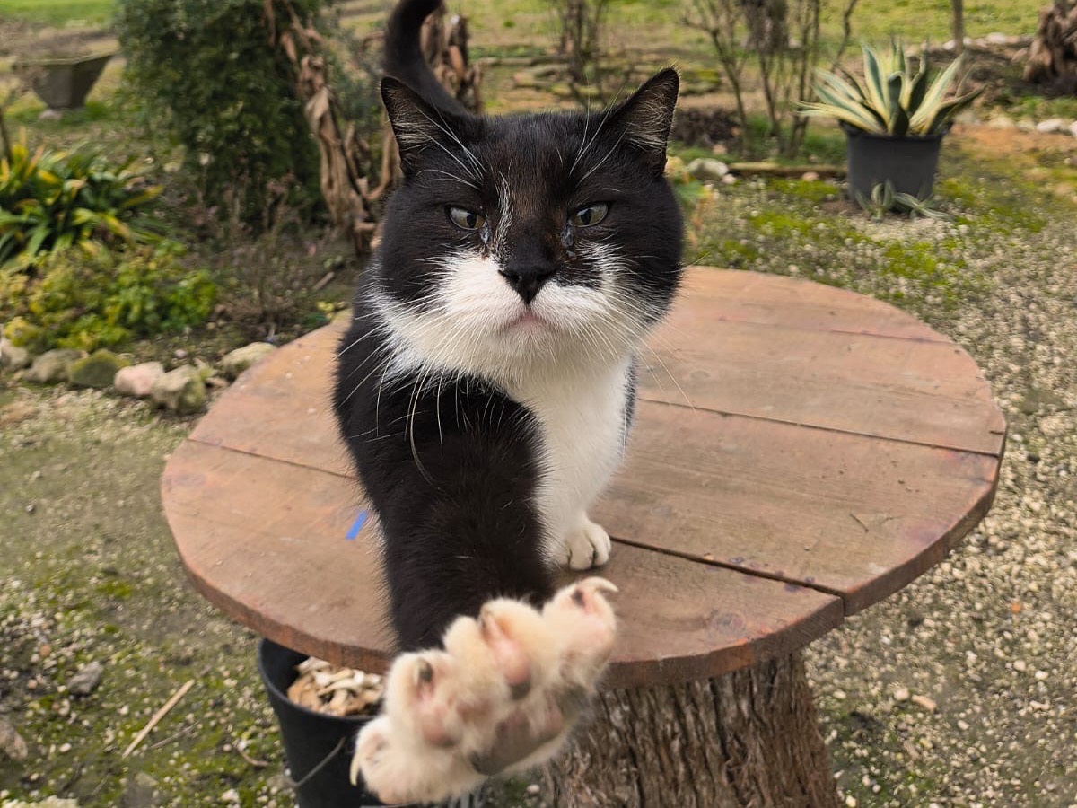 Adozione gatto, maschio, Razza sconosciuta Razza sconosciuta, 7 anni e 1 mese, taglia non valida, Padova