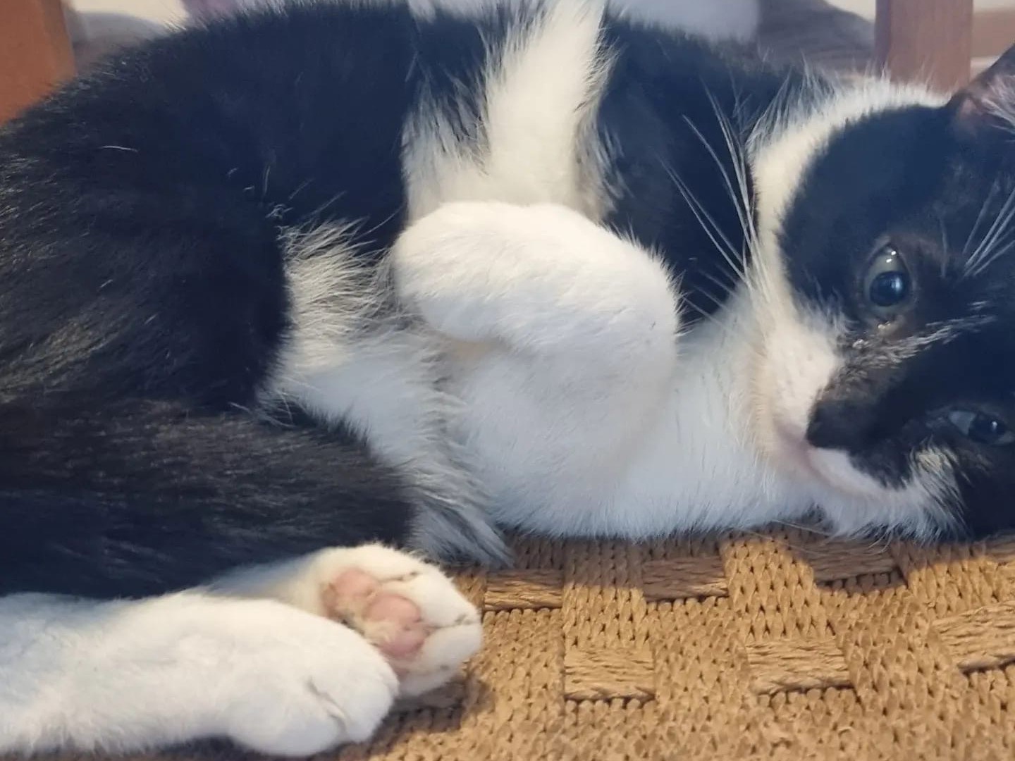 Adotta un gatto, maschio, 7 anni e 1 mese, Padova