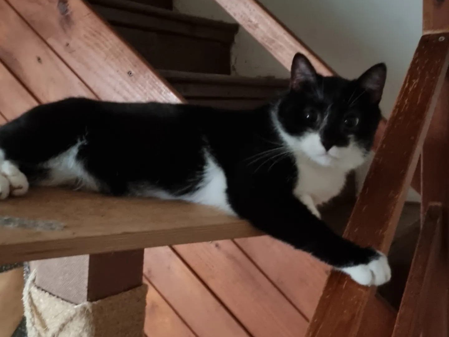Adotta un gatto, taglia non valida, maschio, Padova