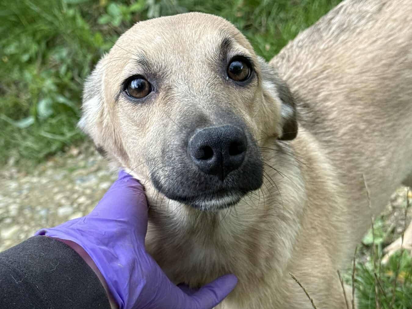 Adozione cane, femmina, Razza sconosciuta Razza sconosciuta, 6 mesi, taglia media contenuta, Firenze