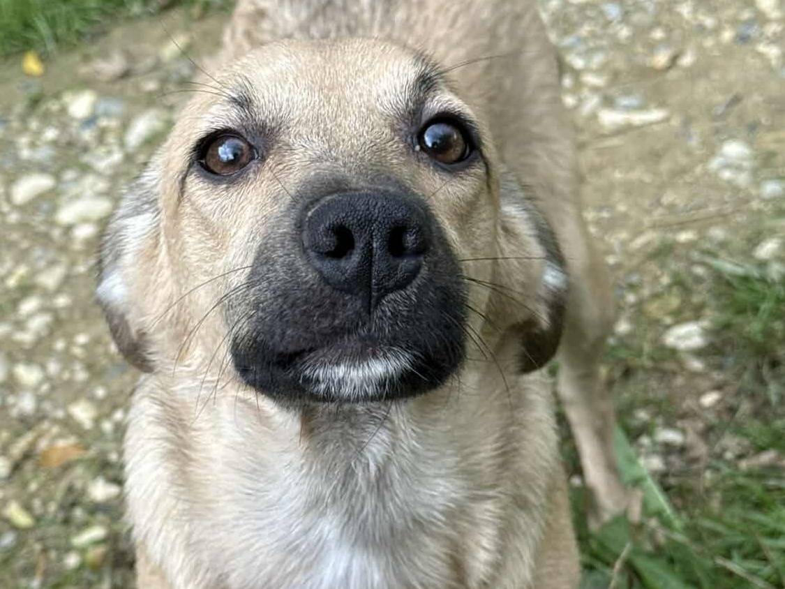 Adotta un cane, femmina, 6 mesi, Firenze