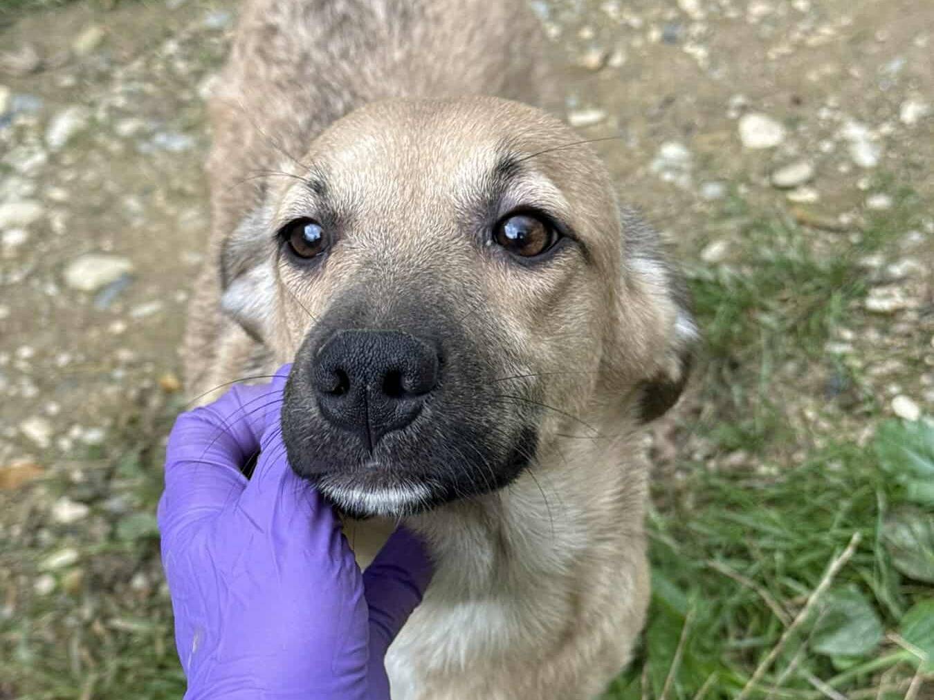 Adotta un cane, taglia media contenuta, femmina, Firenze