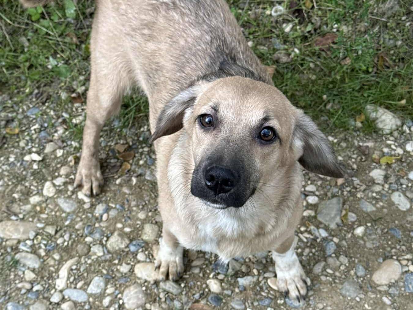 Vuoi adottare un cane a Firenze?