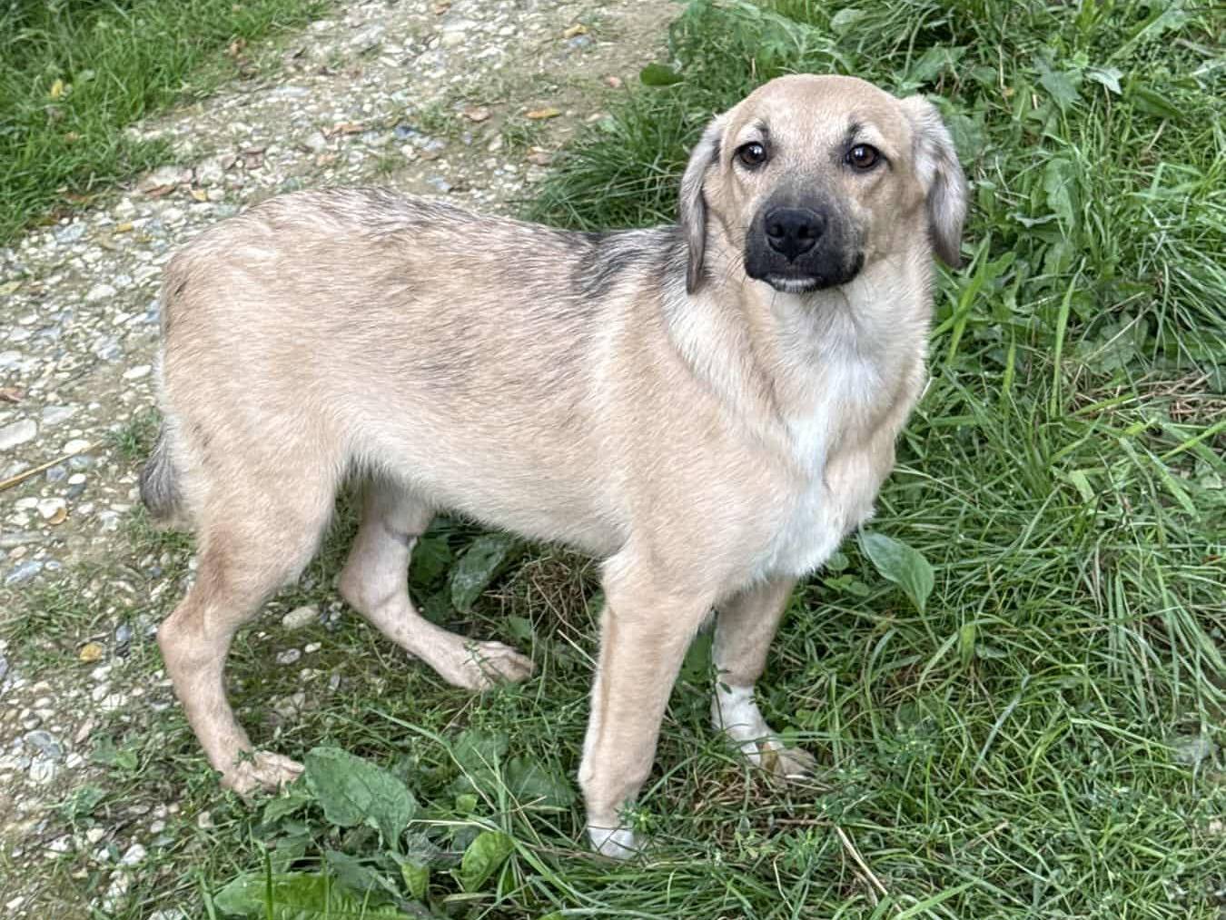 Adotta il cane NALA a Firenze