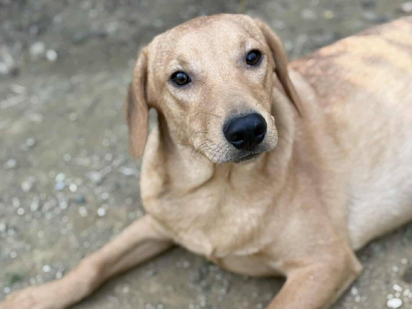 Adozione cane, maschio, Razza sconosciuta Razza sconosciuta, 6 mesi, taglia media contenuta, Firenze