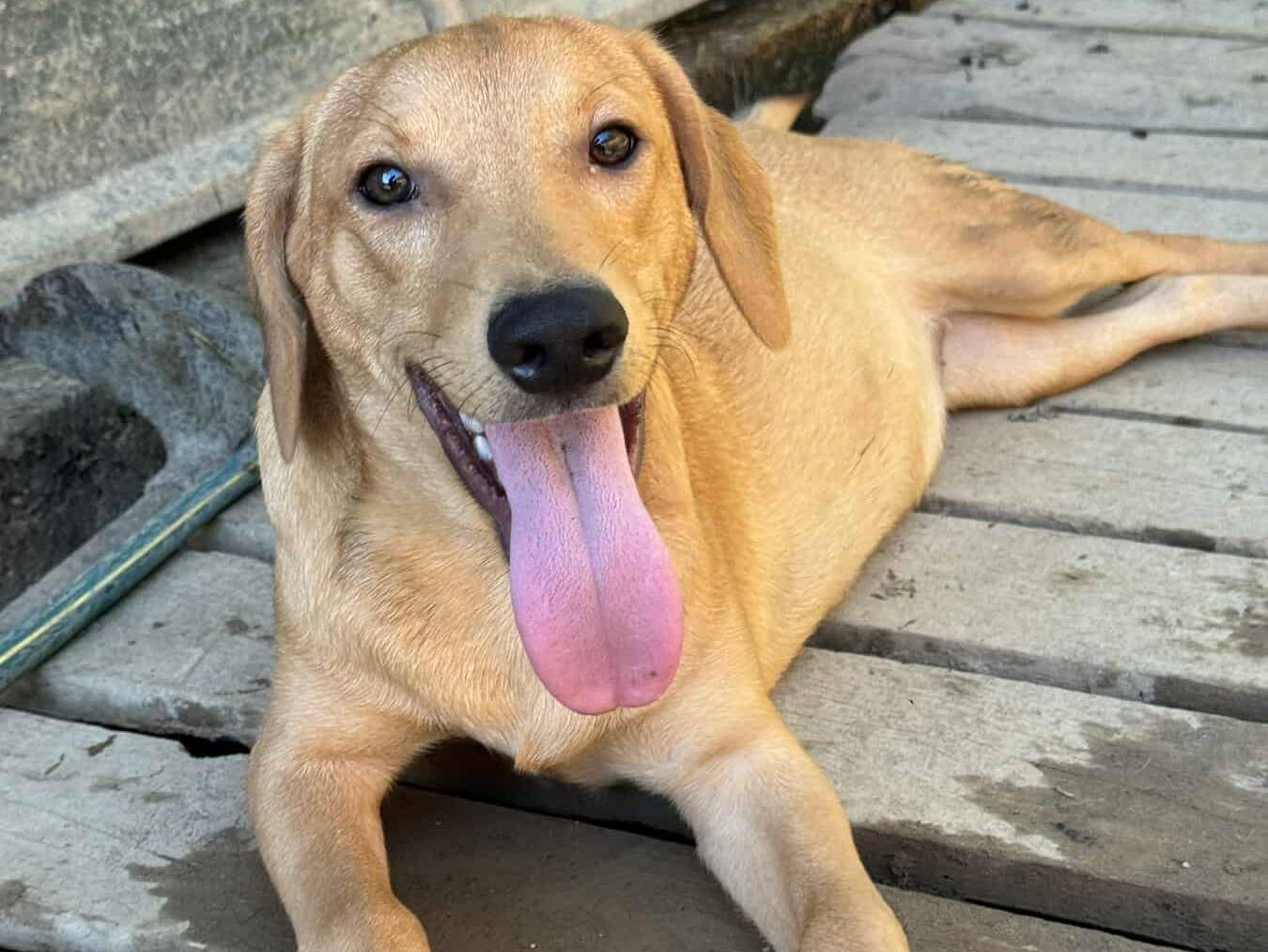 Adotta un cane, maschio, 6 mesi, Firenze