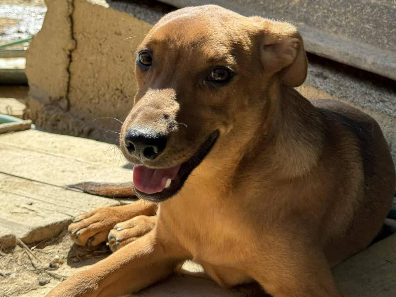 Adotta un cane, taglia media contenuta, maschio, Firenze