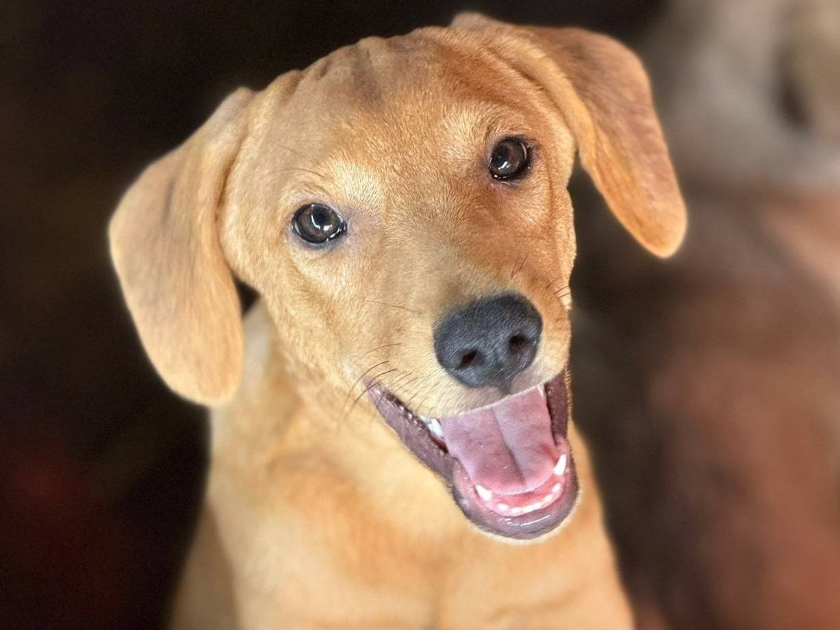 Vuoi adottare un cane a Firenze?