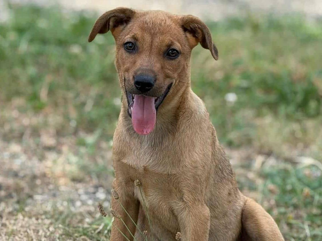 Adotta il cane AARON ARES a Firenze