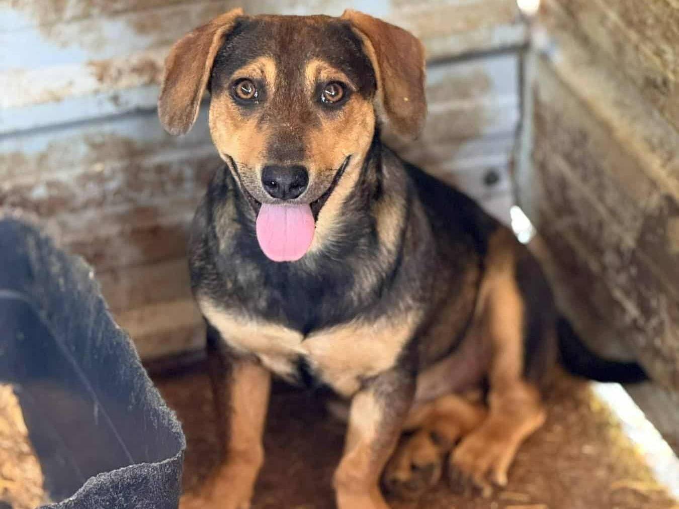 Adozione cane, maschio, Razza sconosciuta Razza sconosciuta, 7 mesi, taglia media contenuta, Firenze