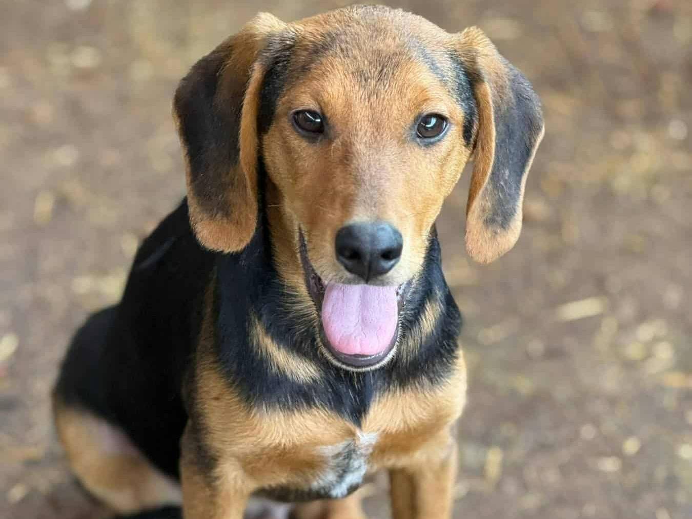 Adotta un cane, maschio, 7 mesi, Firenze