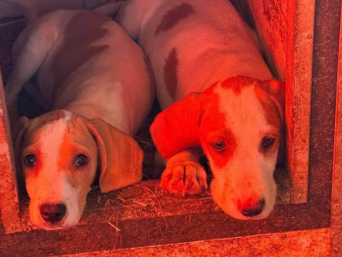 Adozione cane, femmina, Razza sconosciuta Razza sconosciuta, 5 mesi, taglia media, Firenze