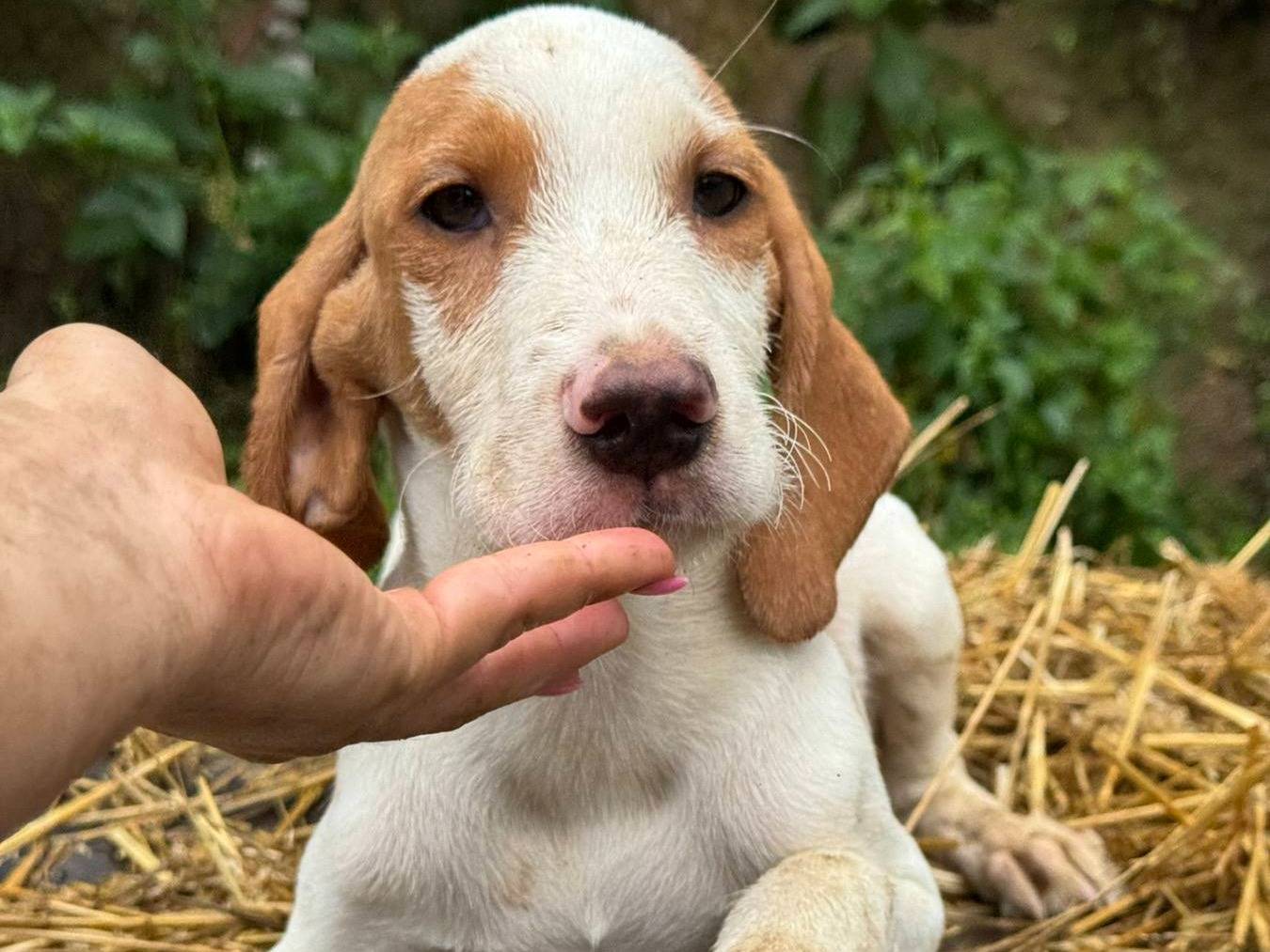 Adotta un cane, femmina, 5 mesi, Firenze