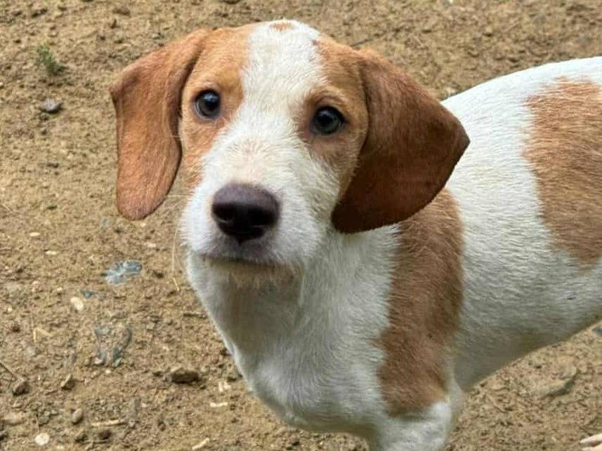 Adotta un cane, taglia media, femmina, Firenze