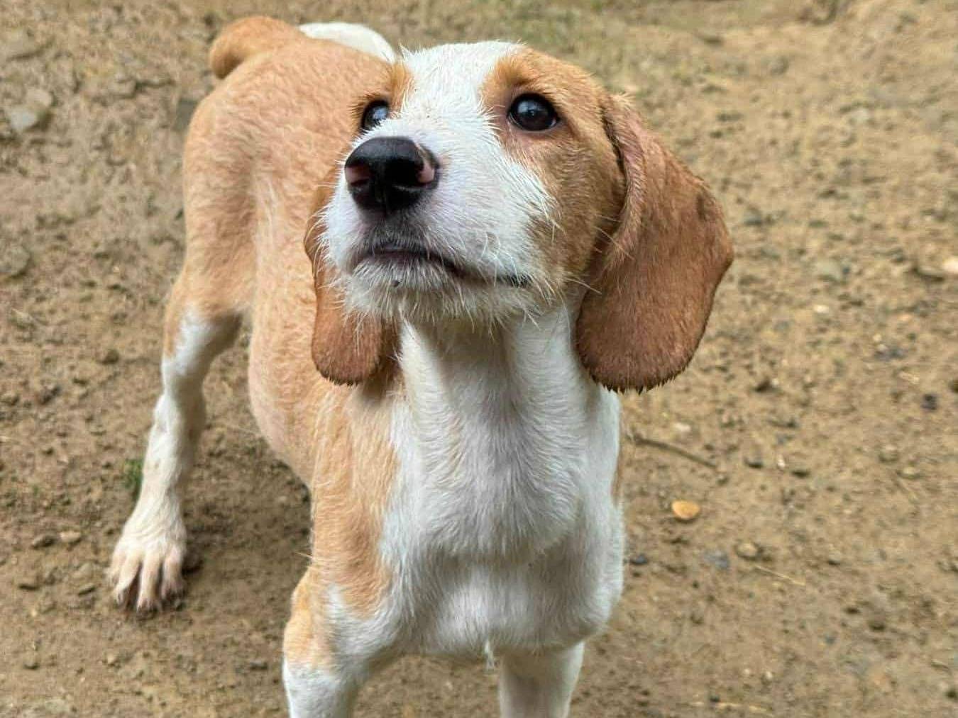 Vuoi adottare un cane a Firenze?