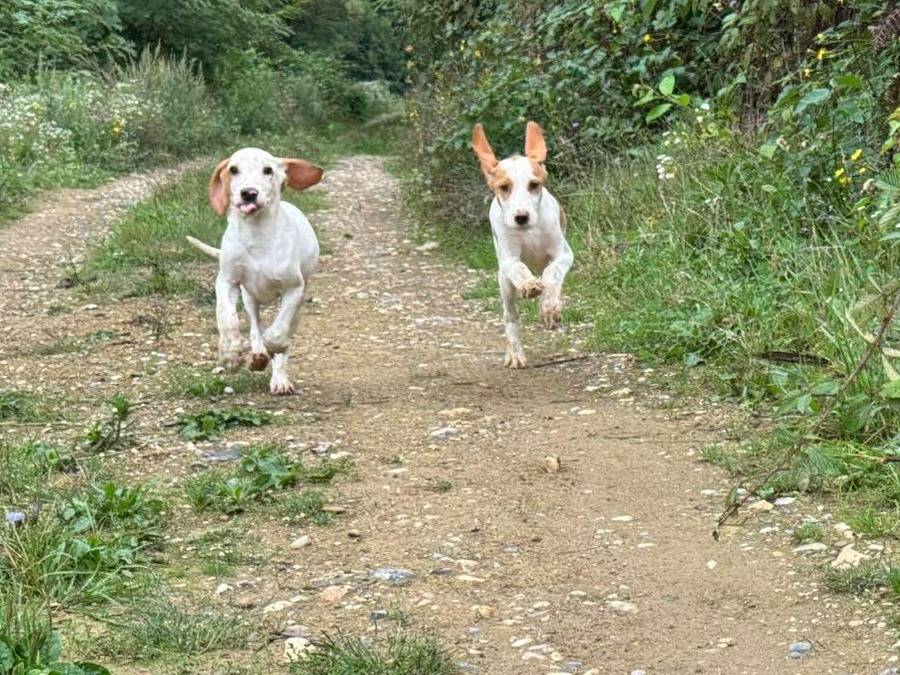 Adotta il cane LEON LISA MARA a Firenze