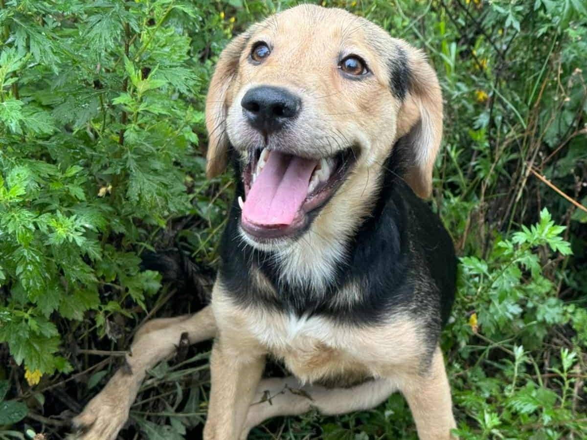 Adozione cane, femmina, Razza sconosciuta Razza sconosciuta, 6 mesi, taglia media contenuta, Firenze