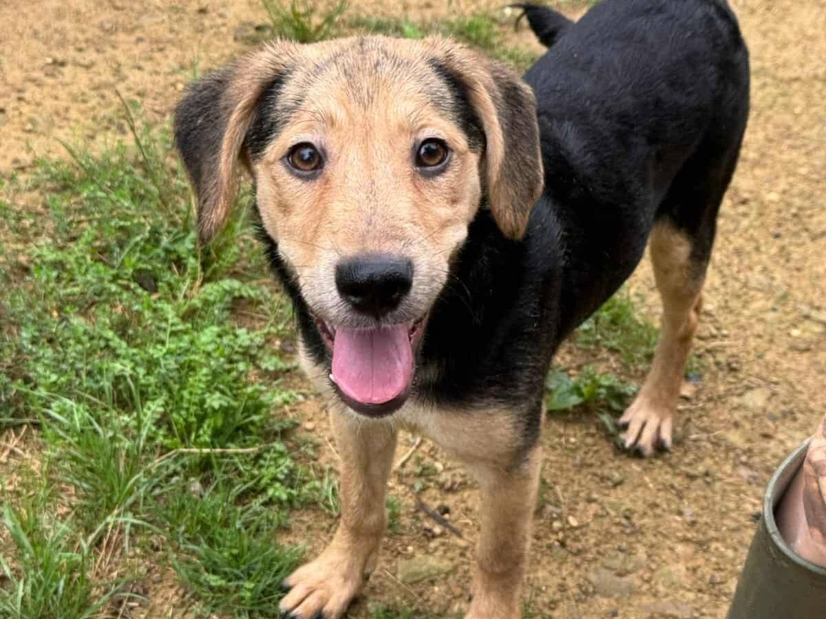 Adotta un cane, femmina, 6 mesi, Firenze