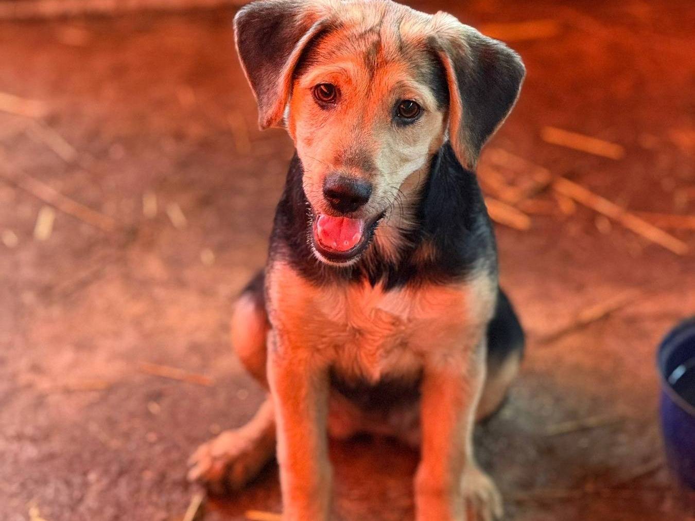 Adotta un cane, taglia media contenuta, femmina, Firenze