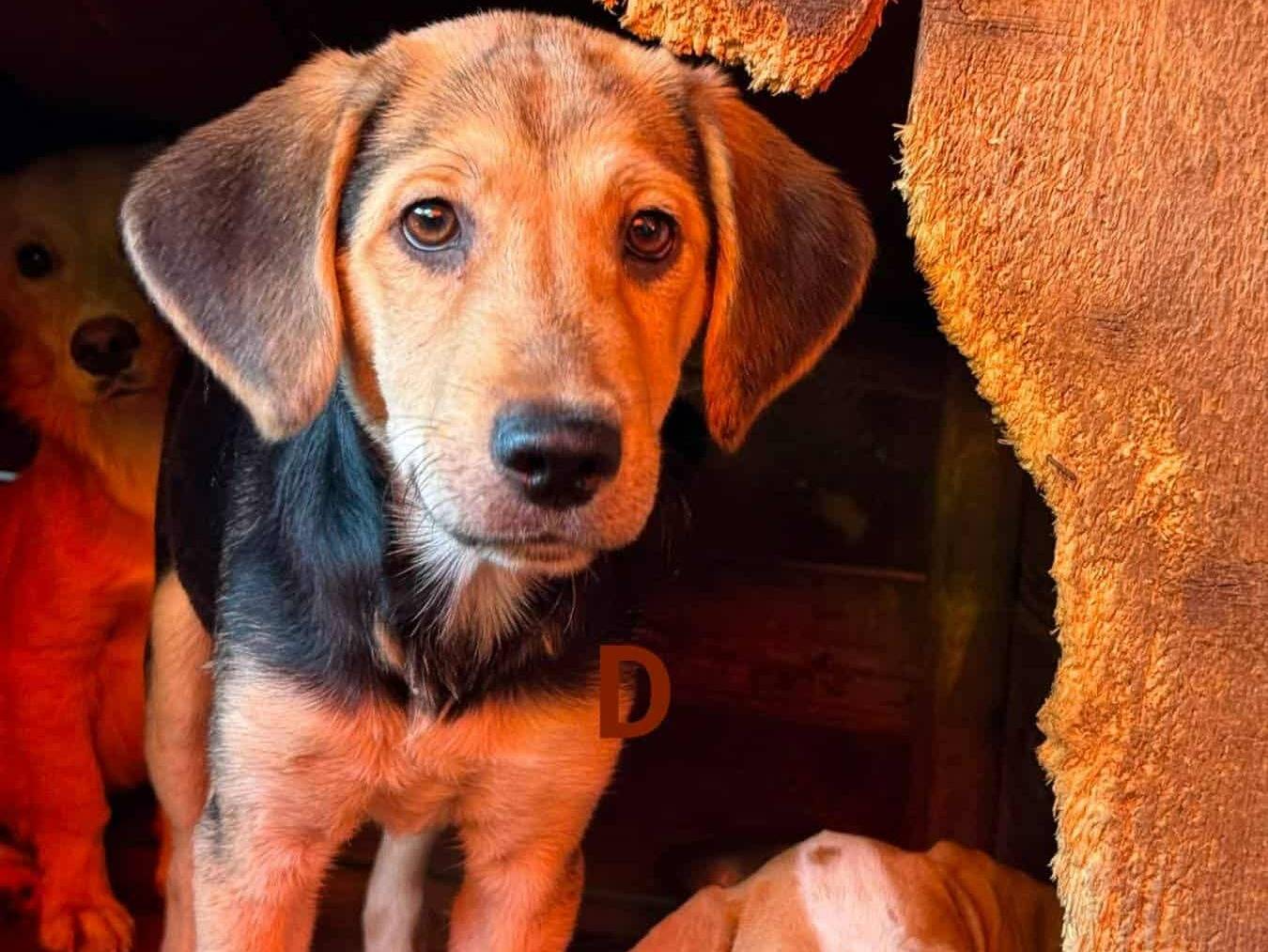 Vuoi adottare un cane a Firenze?