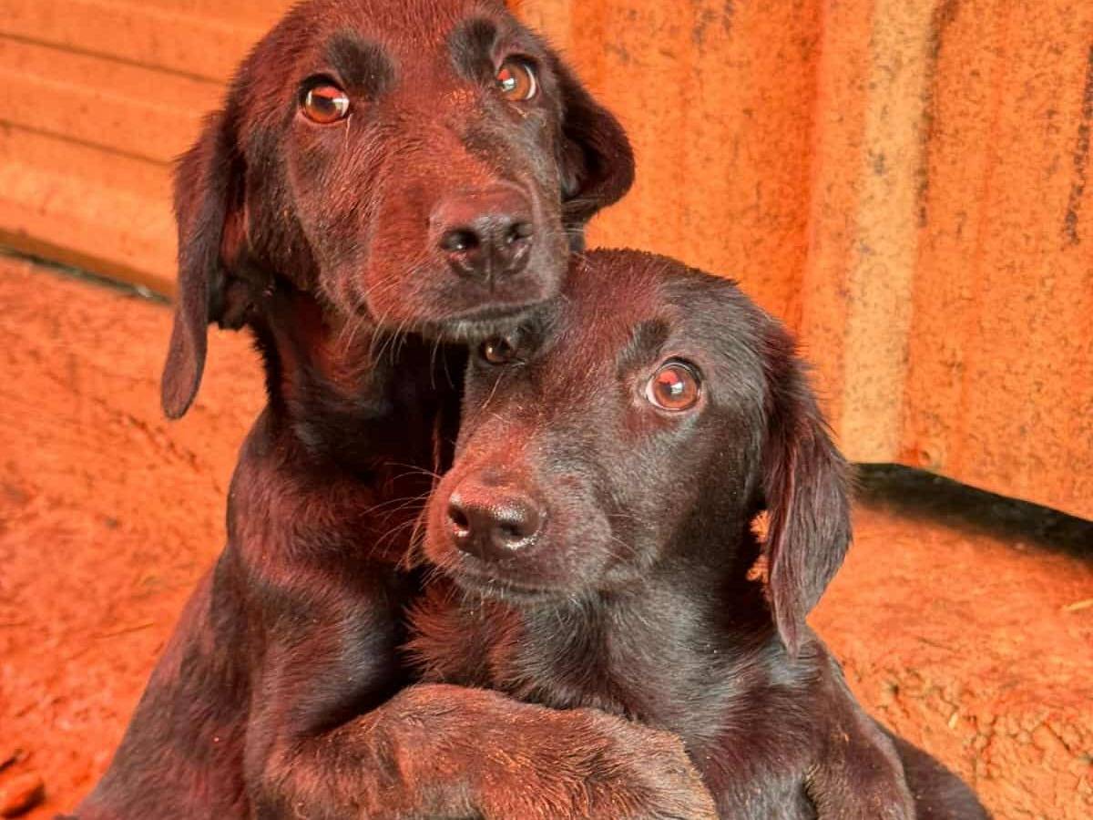 Adozione cane, femmina, Razza sconosciuta Razza sconosciuta, 5 mesi, taglia media contenuta, Firenze