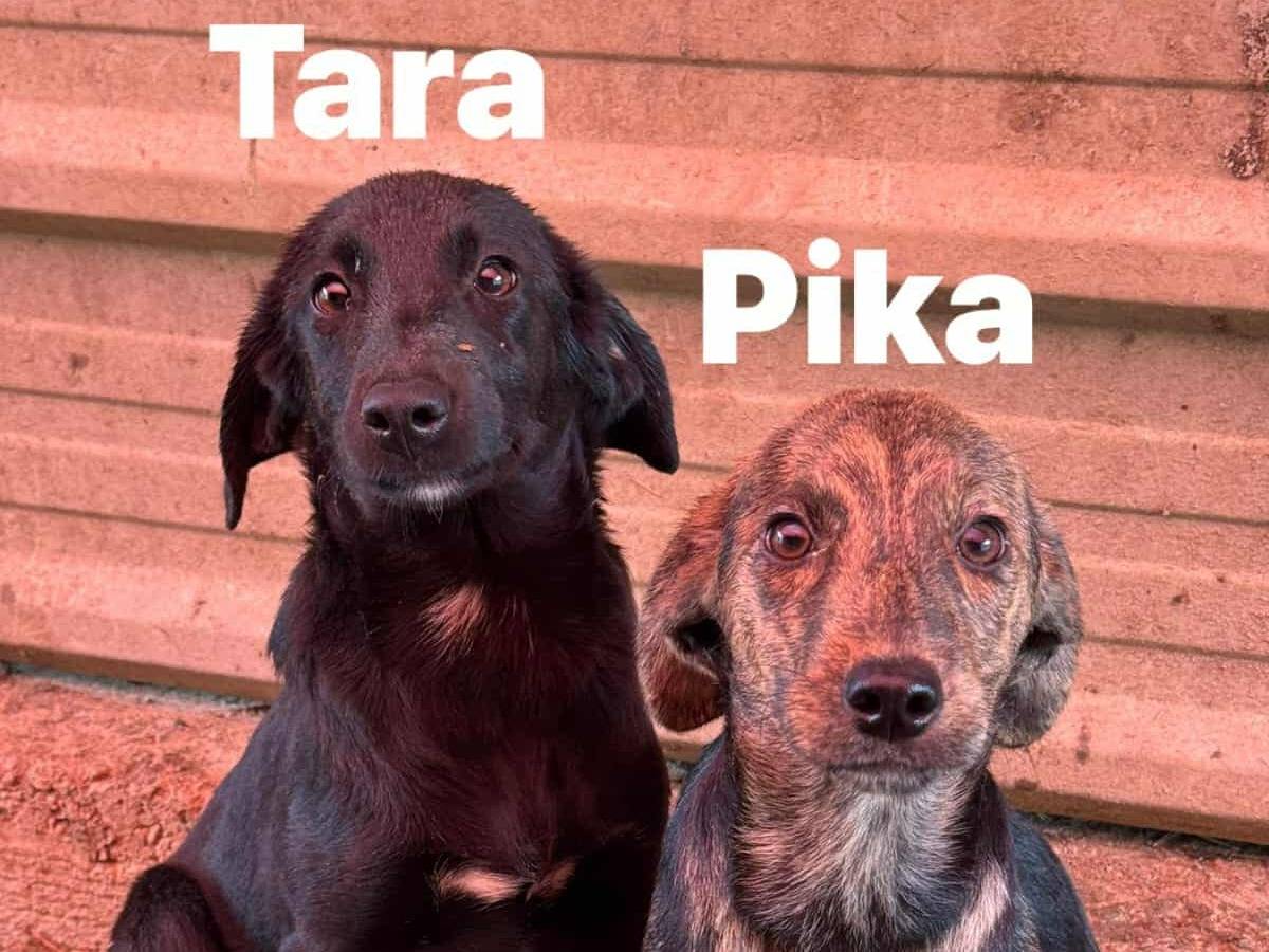 Adotta un cane, femmina, 5 mesi, Firenze