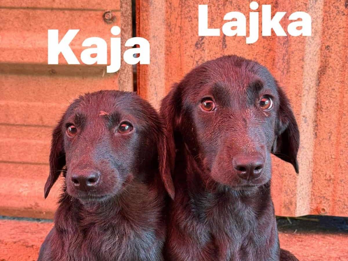 Adotta un cane, taglia media contenuta, femmina, Firenze