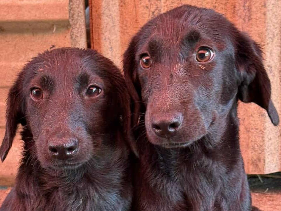 Vuoi adottare un cane a Firenze?