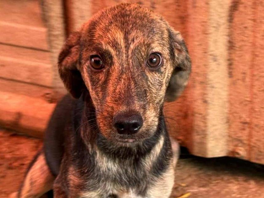 Adotta il cane QUATTRO CUCCIOLE a Firenze