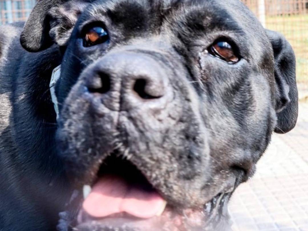 Adozione cane, femmina, Corso Razza sconosciuta, 5 anni e 7 mesi, taglia gigante, Pavia