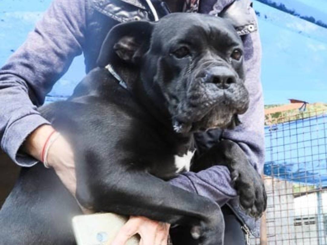 Adotta un cane, femmina, 5 anni e 7 mesi, Pavia