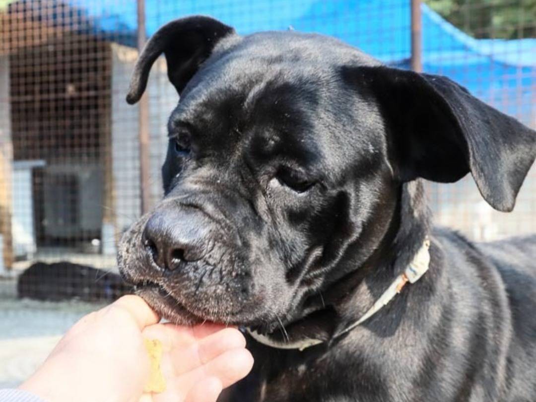Adotta un cane, taglia gigante, femmina, Pavia