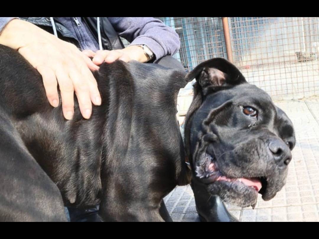 Vuoi adottare un cane a Pavia?