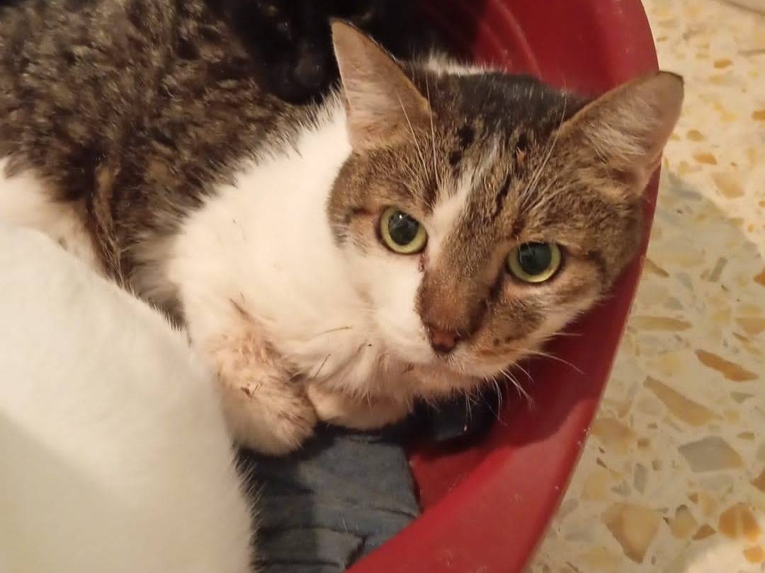 Adozione gatto, maschio, Razza sconosciuta Razza sconosciuta, 12 anni e 11 mesi, taglia non valida, Napoli