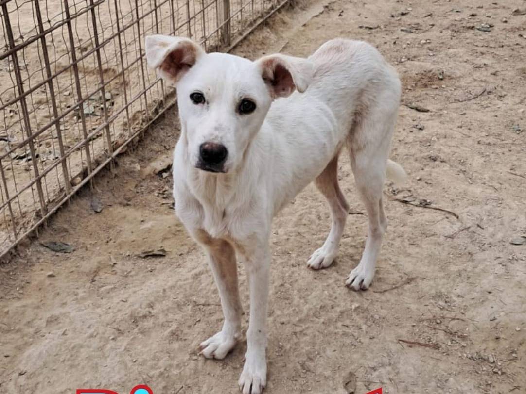Adozione cane, maschio, Razza sconosciuta Razza sconosciuta, 1 anno e 2 mesi, taglia media contenuta, Verona