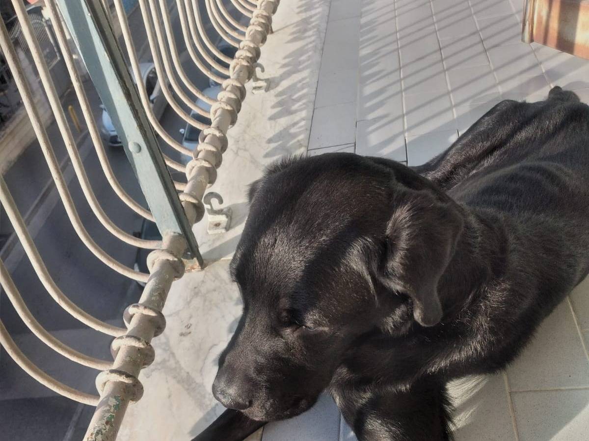 Adozione cane, maschio, Labrador Retriever Razza sconosciuta, 3 anni, taglia media contenuta, Napoli