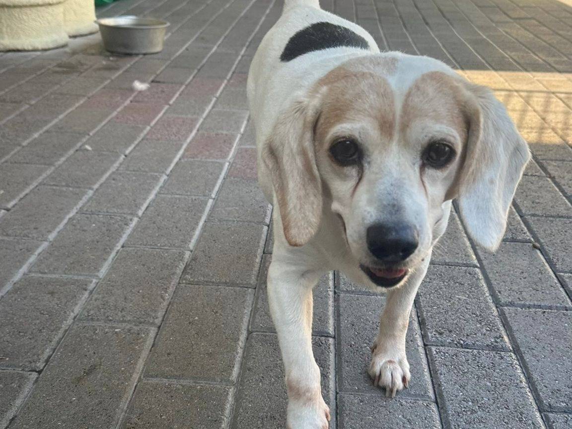 Adozione cane, maschio, Razza sconosciuta Razza sconosciuta, 12 anni e 10 mesi, taglia media contenuta, Milano