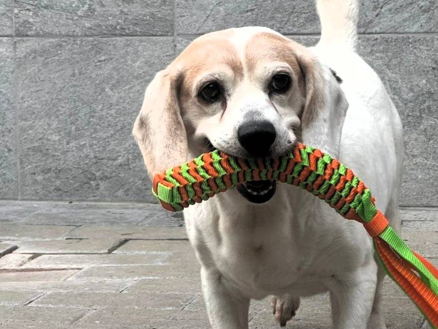 Adotta un cane, maschio, 12 anni e 10 mesi, Milano