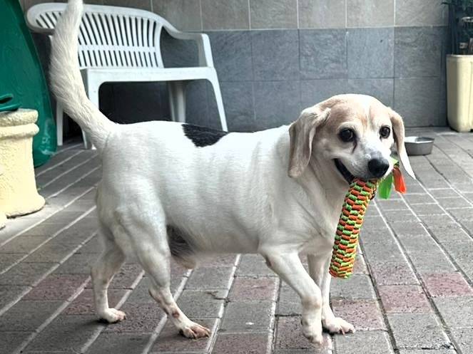 Adotta un cane, taglia media contenuta, maschio, Milano