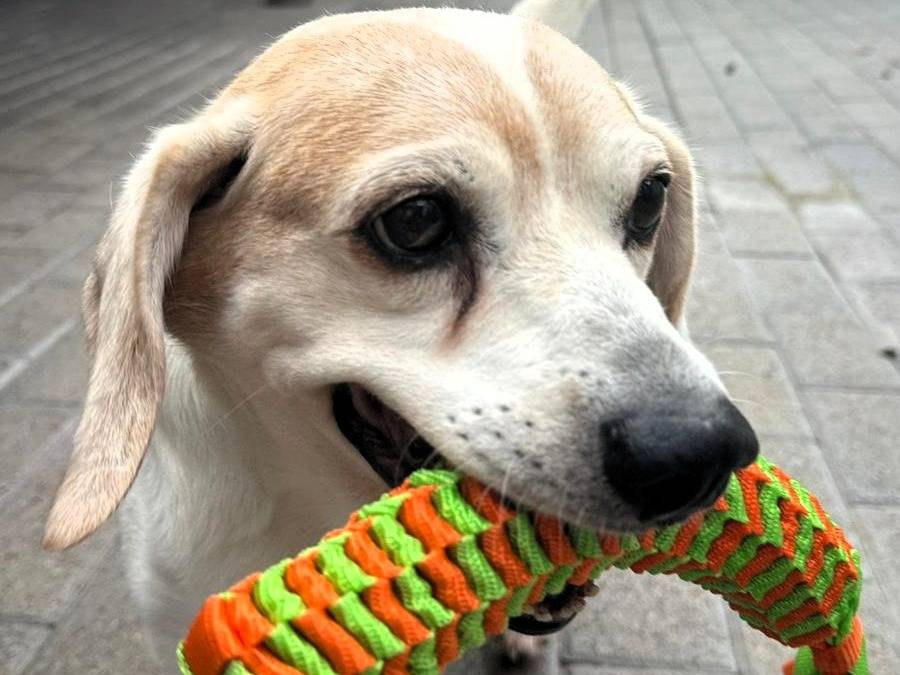 Adotta il cane BALOO a Milano