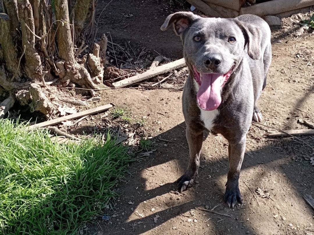 Adotta un cane, maschio, 5 anni e 3 mesi, Viterbo