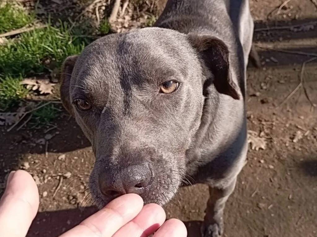 Adotta un cane, taglia media, maschio, Viterbo