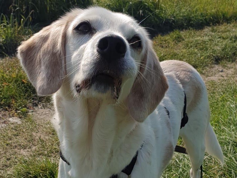 Adozione cane, femmina, Razza sconosciuta Razza sconosciuta, 8 anni, taglia media, Torino
