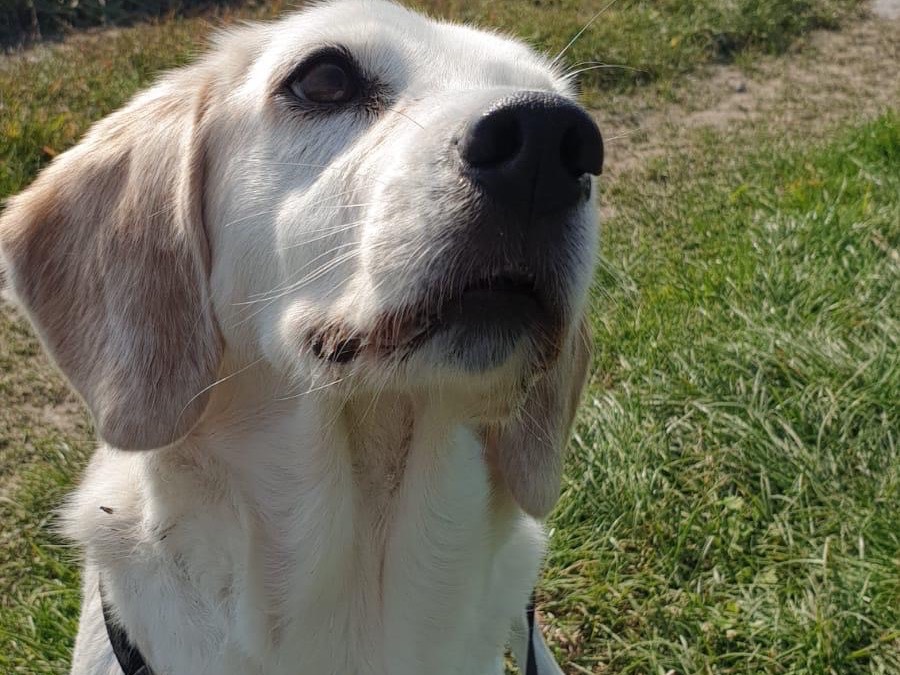 Adotta un cane, femmina, 8 anni, Torino