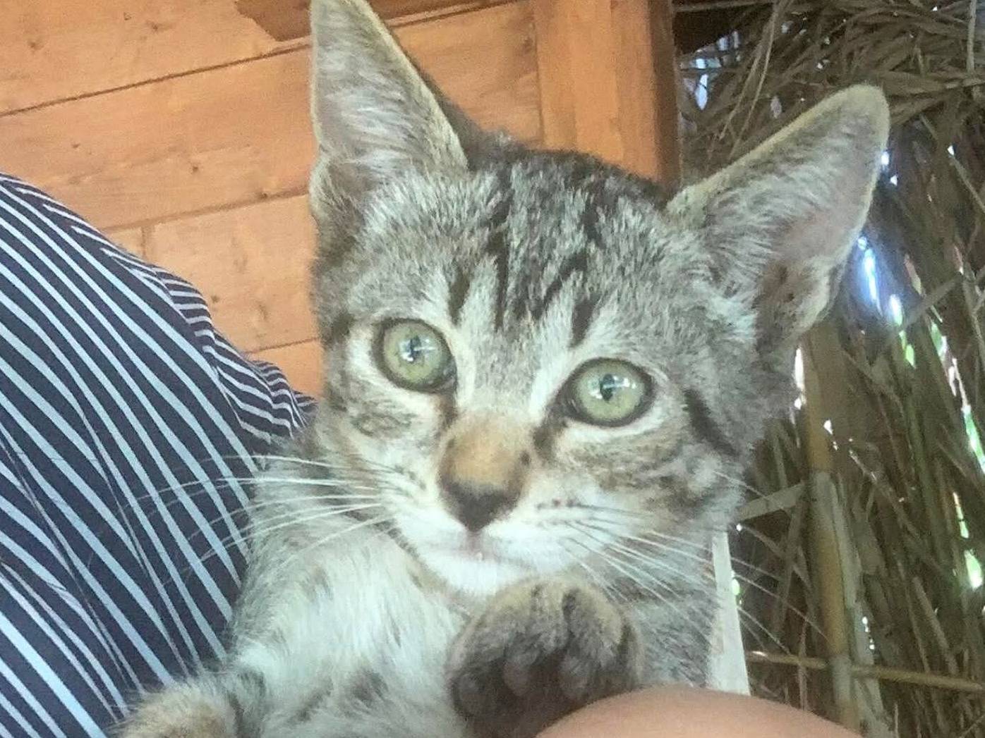 Adozione gatto, femmina, Razza sconosciuta Razza sconosciuta, 5 mesi, taglia non valida, Catanzaro