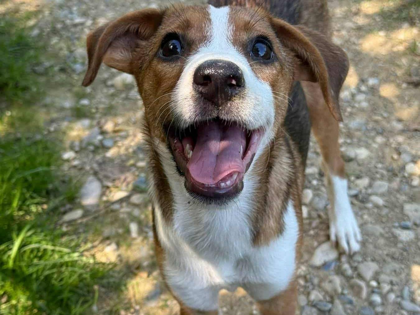 Adozione cane, femmina, Razza sconosciuta Razza sconosciuta, 4 mesi, taglia media contenuta, Firenze