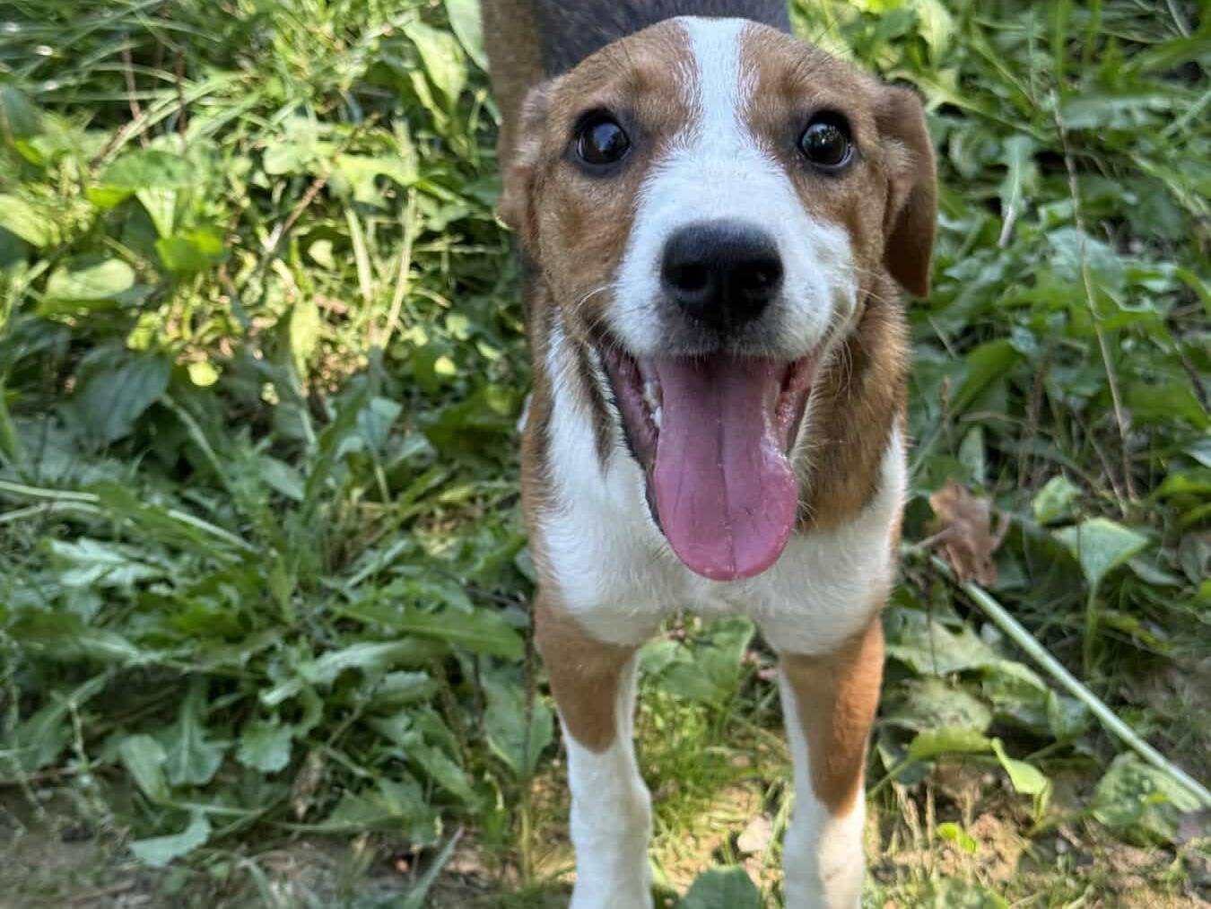Adotta un cane, femmina, 4 mesi, Firenze